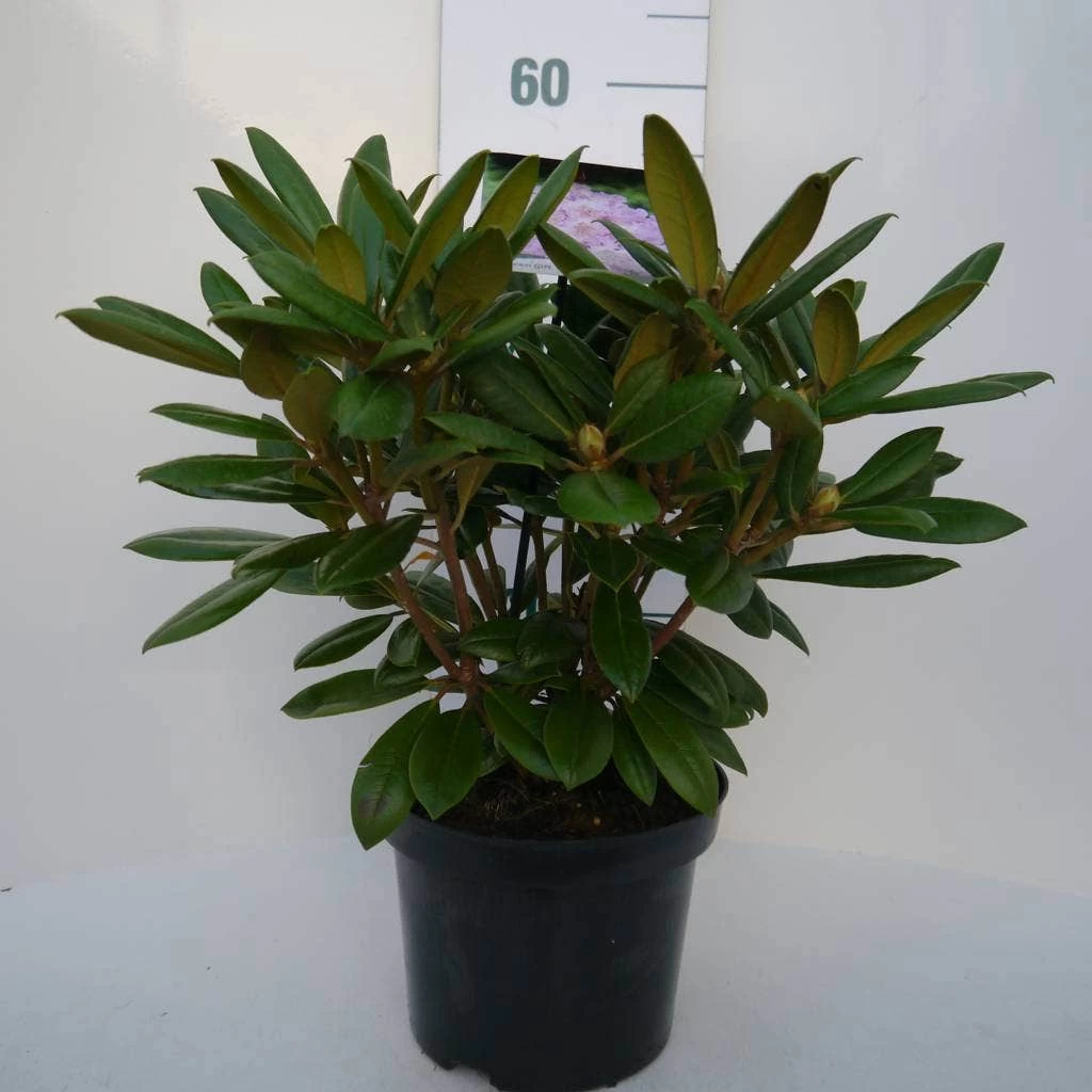 Dwergrhododendron (Rhododendron 'Caroline Allbrook') - Afbeelding 6