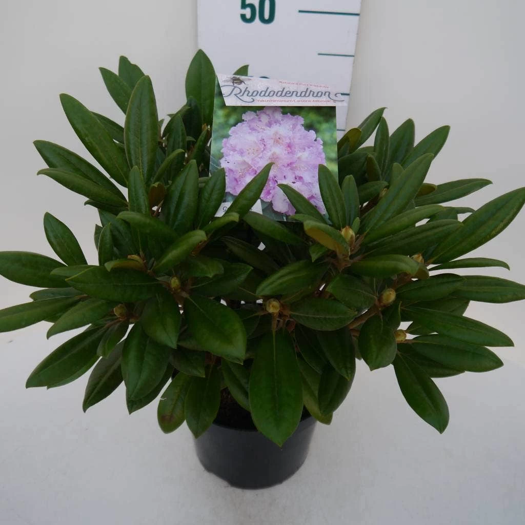 Dwergrhododendron (Rhododendron 'Caroline Allbrook') - Afbeelding 7