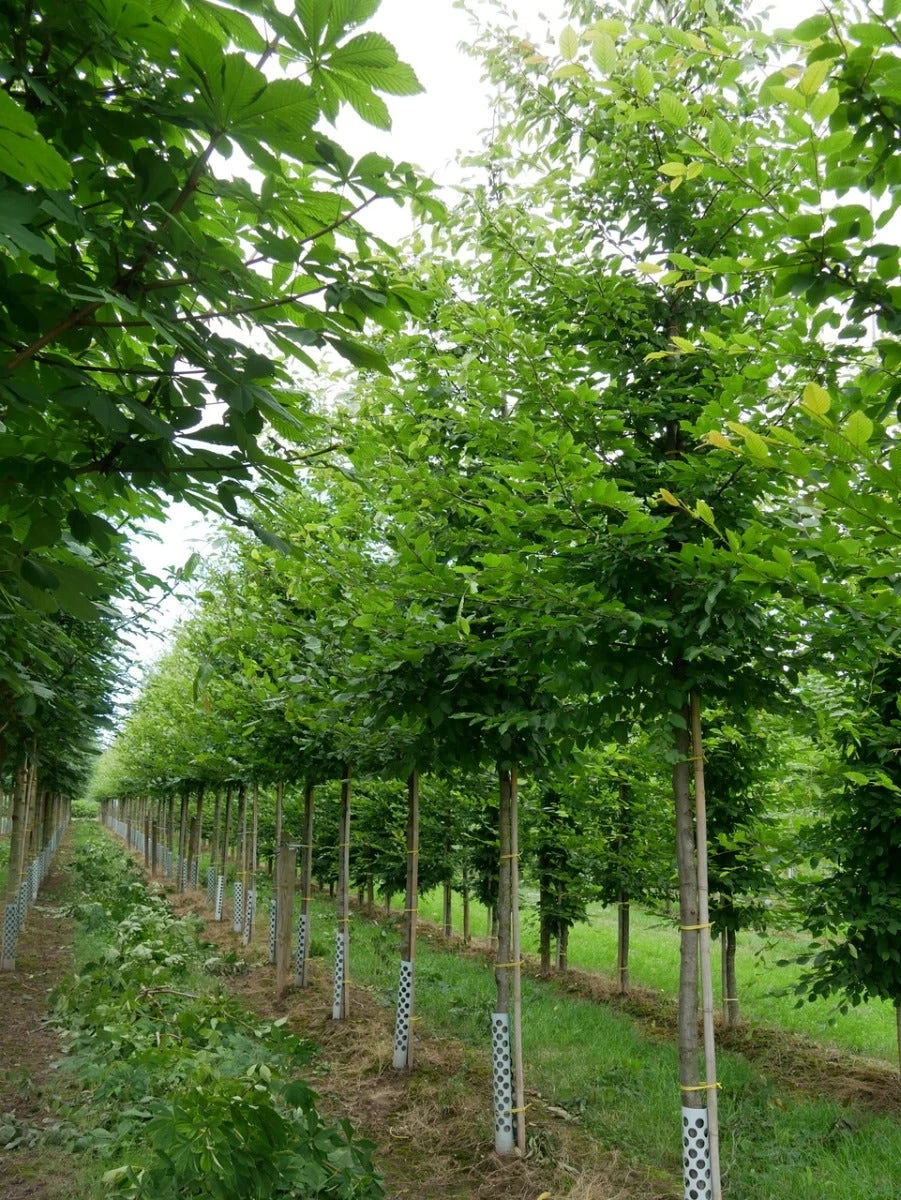 Grote Haagbeuk (Carpinus Betulus)