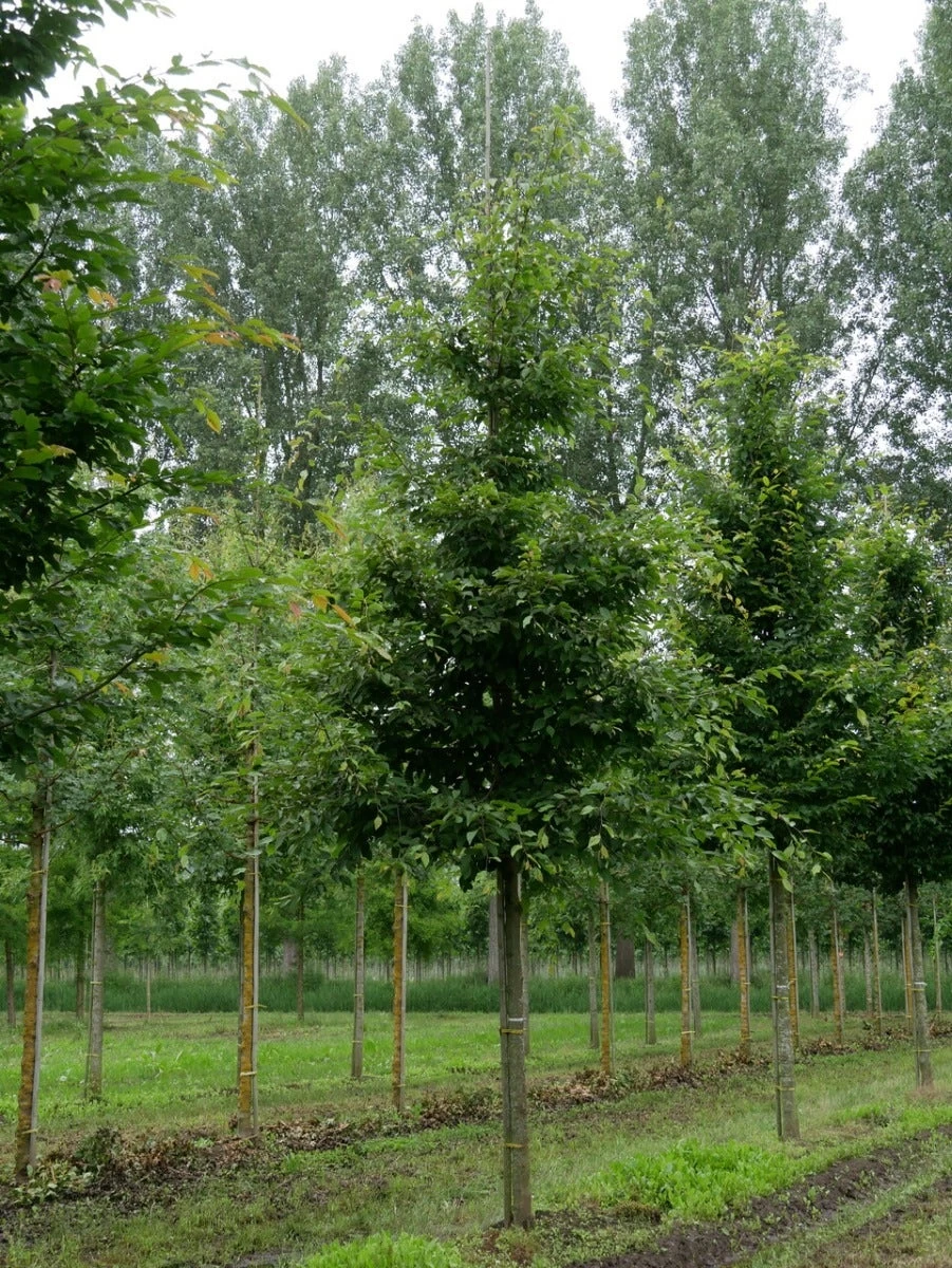 Grote Haagbeuk (Carpinus Betulus) - Afbeelding 2