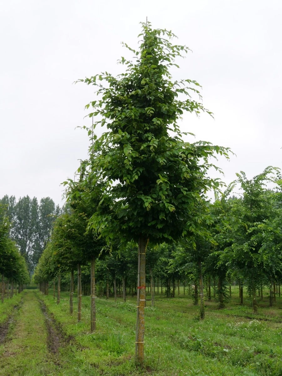 Grote Haagbeuk (Carpinus Betulus) - Afbeelding 3