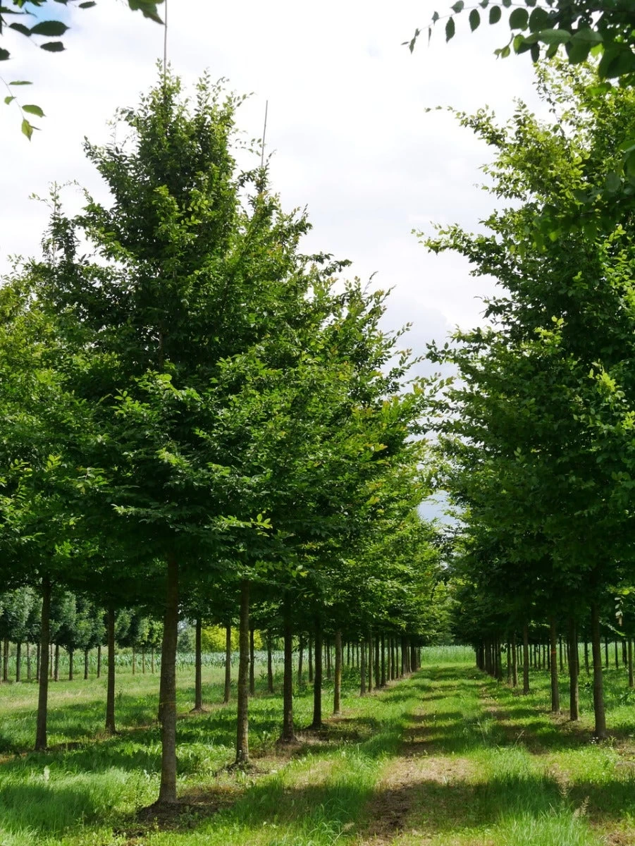 Grote Haagbeuk (Carpinus Betulus) - Afbeelding 4