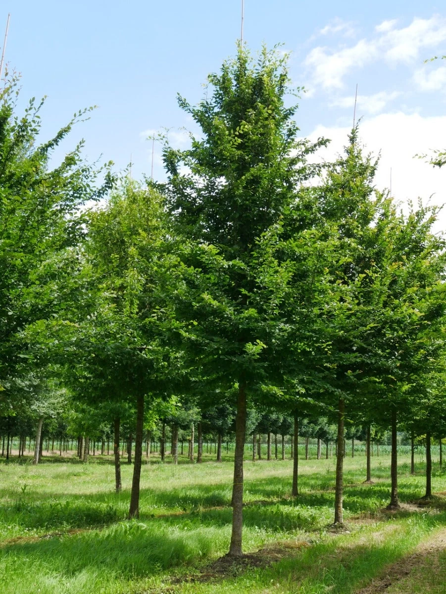 Grote Haagbeuk (Carpinus Betulus) - Afbeelding 5