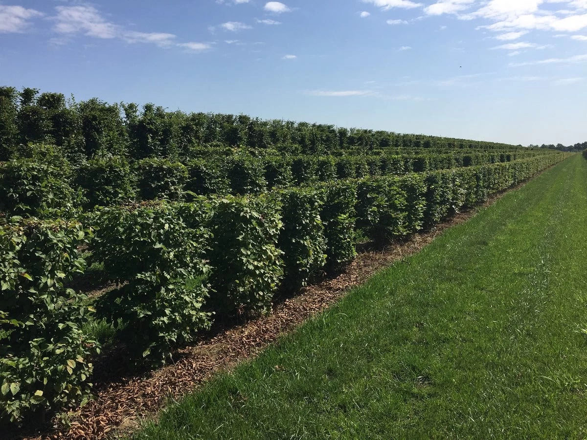 Haagbeuk Als Haagelement (Carpinus Betulus) - Afbeelding 9