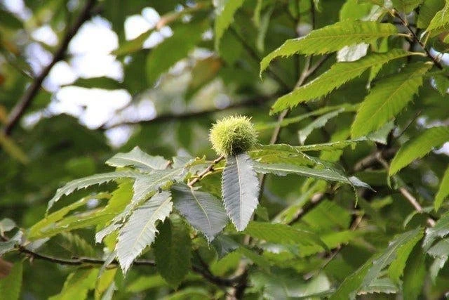 Tamme Kastanje Als Halfstam (Castanea Sativa) - Afbeelding 4