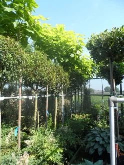 Gele Trompetboom (Catalpa Bignonioides 'Aurea')