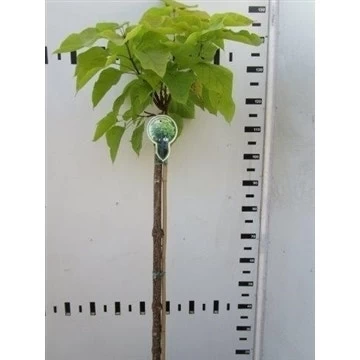 Trompetboom Op Stam (Catalpa Bignonioides 'Aurea') - Afbeelding 2