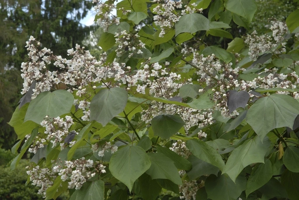 Purperkleurige Trompetboom (Catalpa Erubescens 'Purpurea') - Afbeelding 2