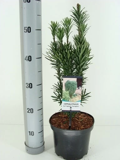 Knoptaxus (Cephalotaxus Harringtonia 'Fastigiata') - Afbeelding 3