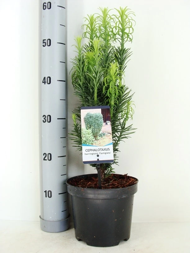 Knoptaxus (Cephalotaxus Harringtonia 'Fastigiata') - Afbeelding 5