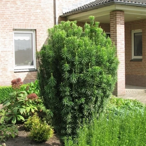 Knoptaxus (Cephalotaxus Harringtonia 'Fastigiata') - Afbeelding 6