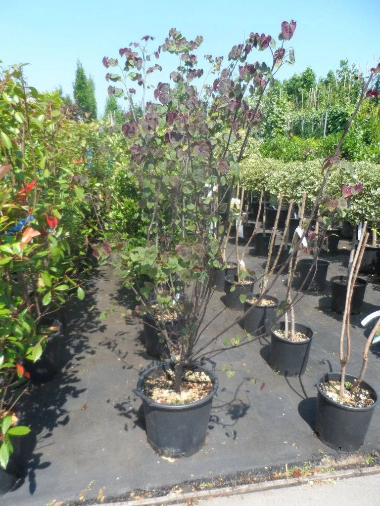 Judasboom Als Struik (Cercis Canadensis 'Forest Pansy') - Afbeelding 4