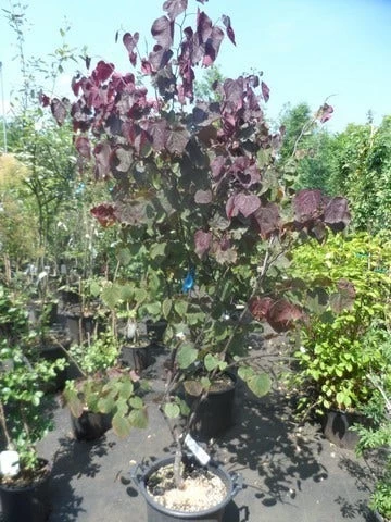 Judasboom Als Struik (Cercis Canadensis 'Forest Pansy') - Afbeelding 6