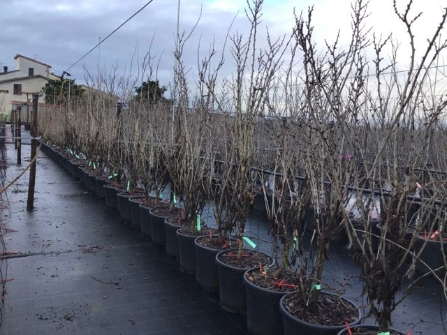 Chinese Judasboom (Cercis Chinensis 'Shirobana') - Afbeelding 4