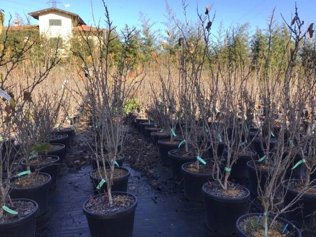 Chinese Judasboom (Cercis Chinensis 'Shirobana') - Afbeelding 3