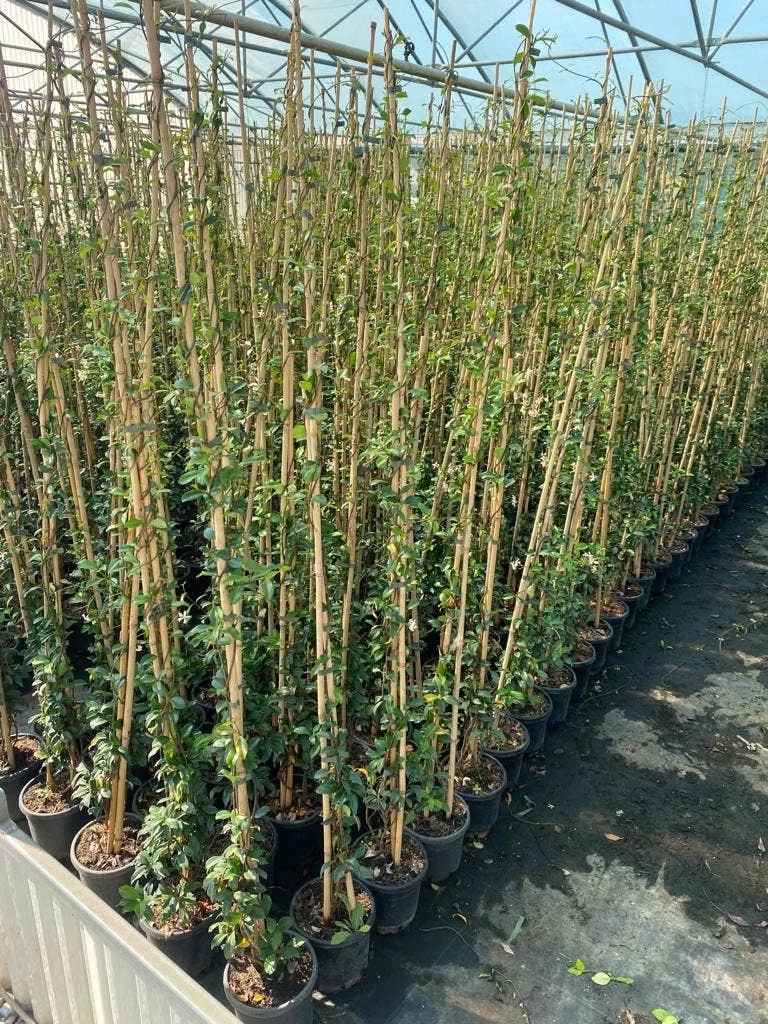 Toscaanse Jasmijn (Trachelospermum Jasminoides 'Winter Ruby') - Afbeelding 3