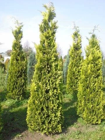 Gele Haagconifeer (Chamaecyparis Lawsoniana 'Ivonne') - Afbeelding 2