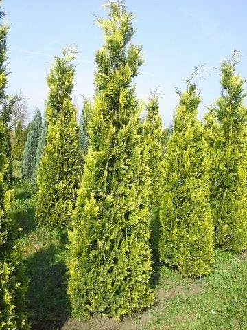 Gele Haagconifeer (Chamaecyparis Lawsoniana 'Ivonne')