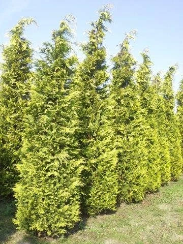 Gele Haagconifeer (Chamaecyparis Lawsoniana 'Ivonne') - Afbeelding 3
