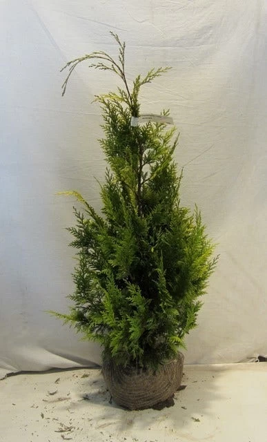 Gele Haagconifeer (Chamaecyparis Lawsoniana 'Ivonne') - Afbeelding 8