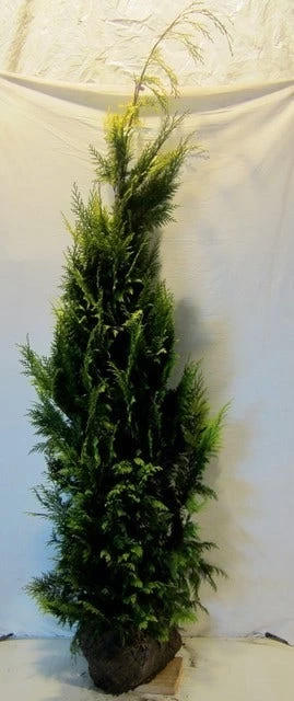 Gele Haagconifeer (Chamaecyparis Lawsoniana 'Ivonne') - Afbeelding 9