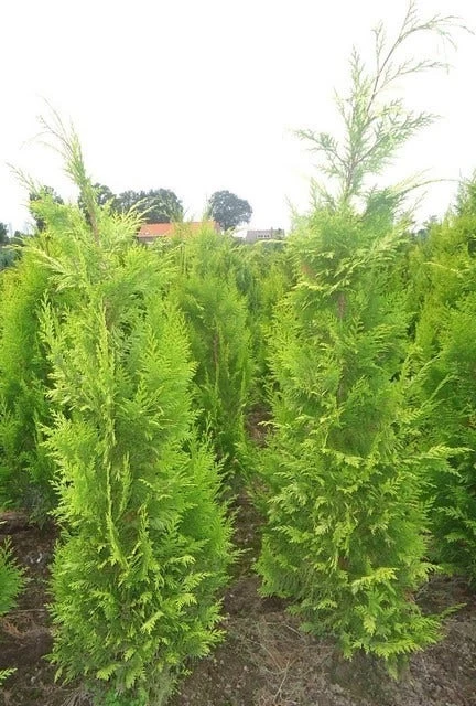 Gele Haagconifeer (Chamaecyparis Lawsoniana 'Ivonne') - Afbeelding 11