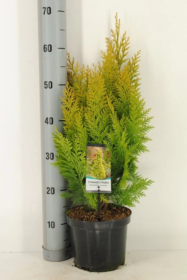 Gele Haagconifeer (Chamaecyparis Lawsoniana 'Ivonne') - Afbeelding 10
