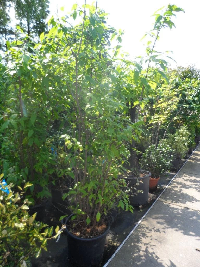 Winterzoet (Chimonanthus Praecox) - Afbeelding 3