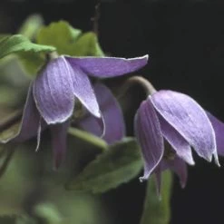 Bosrank (Clematis Alpina)
