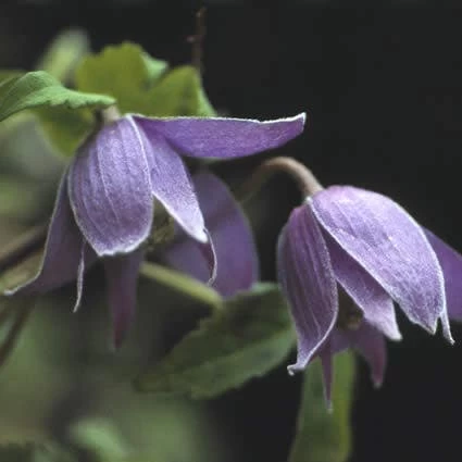 Bosrank (Clematis Alpina)