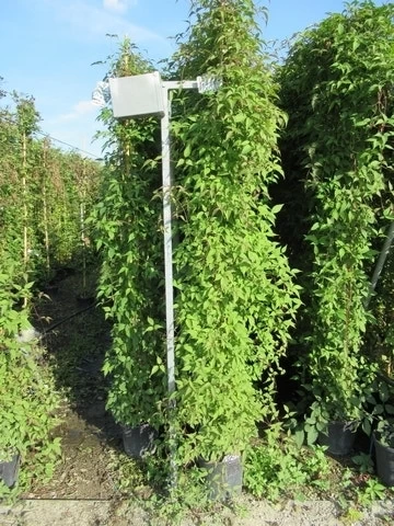 Italiaanse Cypres (Cupressus Sempervirens 'Stricta') - Afbeelding 18