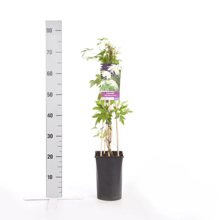 Bosrank (Clematis Alpina 'Albina Plena') - Afbeelding 2