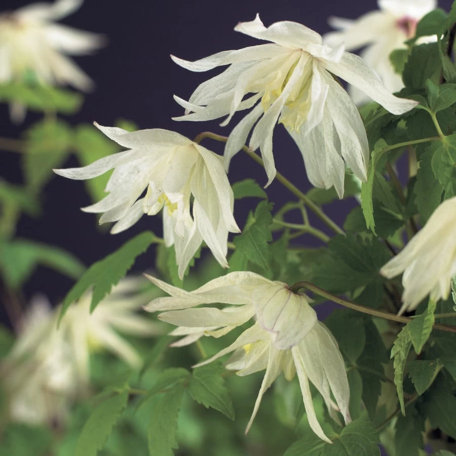 Bosrank (Clematis Alpina 'Albina Plena')