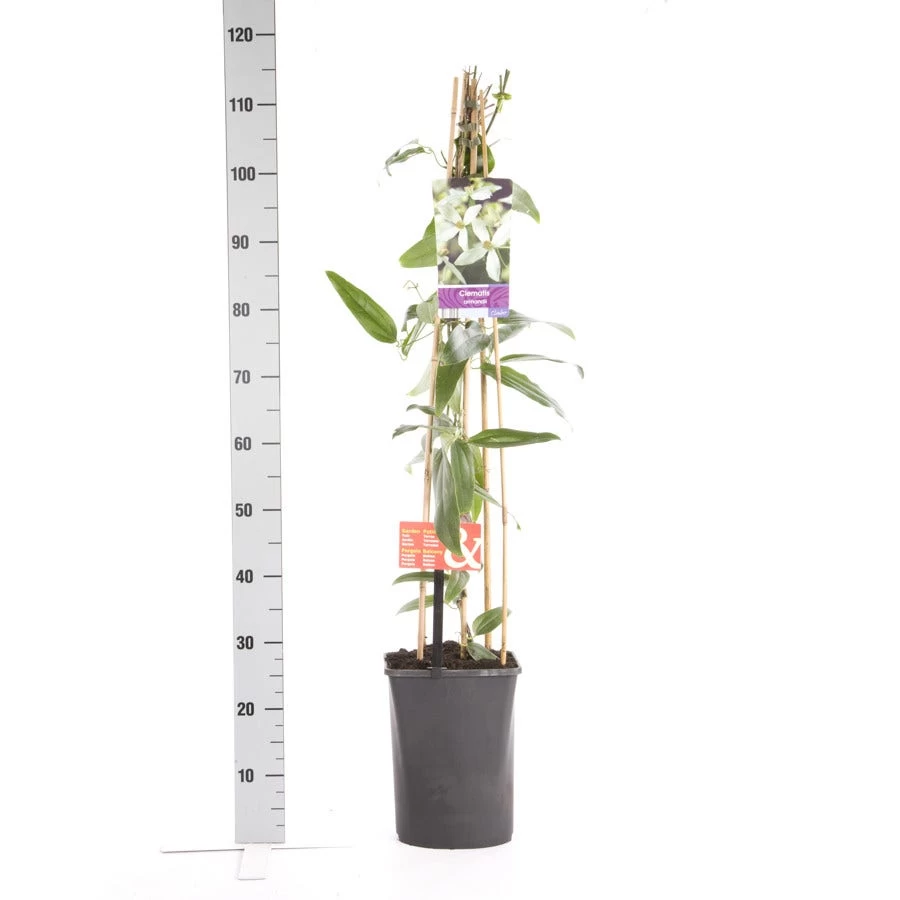 Bosrank, Groenblijvend (Clematis Armandii 'Apple Blossom') - Afbeelding 6