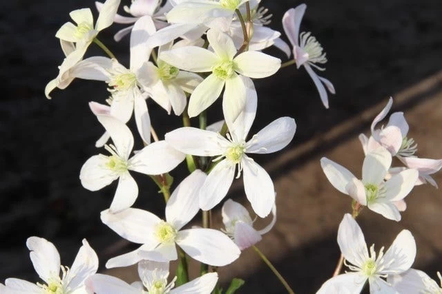 Bosrank, Groenblijvend (Clematis Armandii 'Apple Blossom') - Afbeelding 8