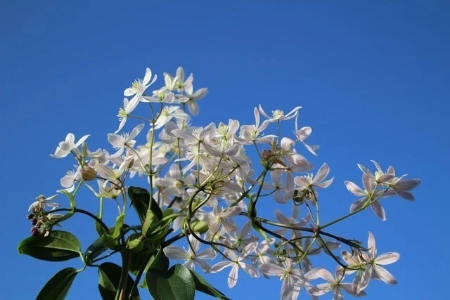 Bosrank, Groenblijvend (Clematis Armandii 'Apple Blossom') - Afbeelding 4