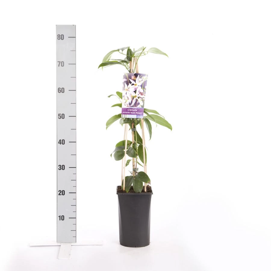 Bosrank, Groenblijvend (Clematis Armandii 'Apple Blossom') - Afbeelding 5