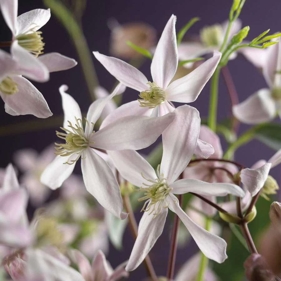 Bosrank, Groenblijvend (Clematis Armandii 'Apple Blossom') - Afbeelding 7