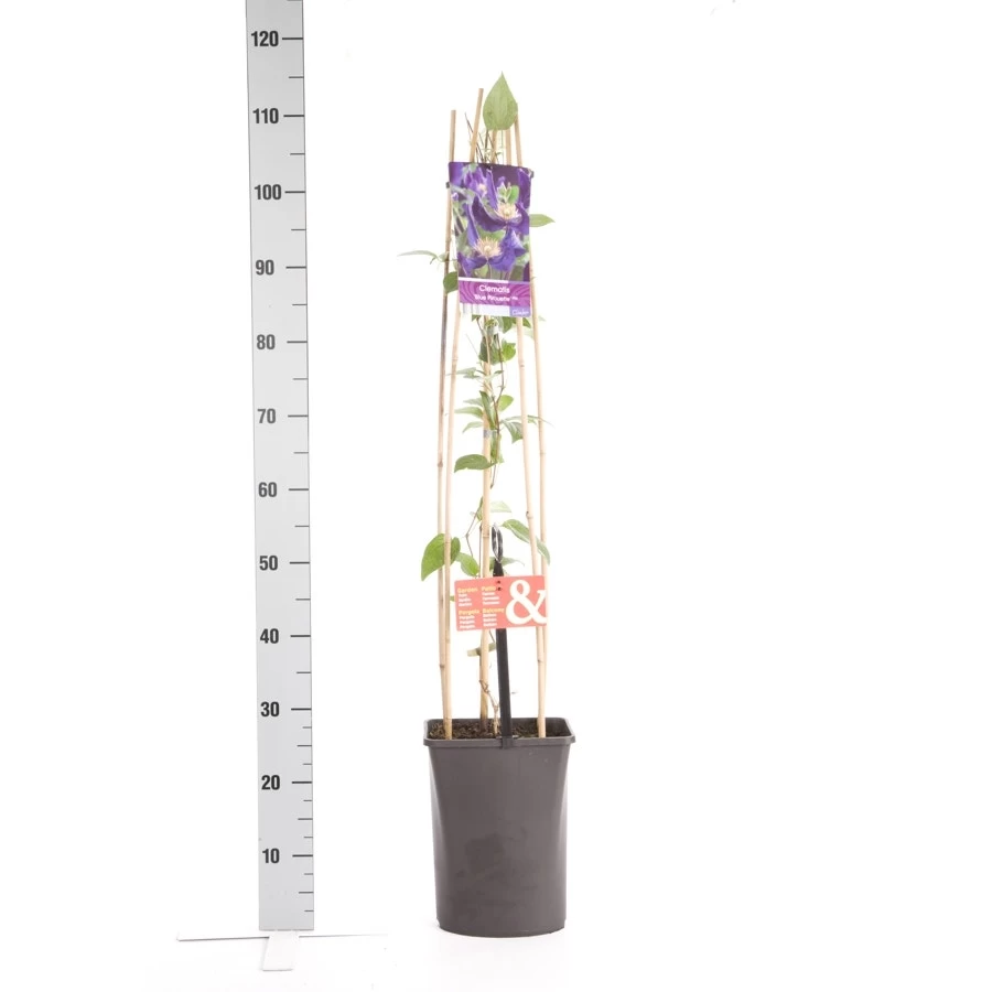 Bosrank (Clematis 'Blue Pirouette') - Afbeelding 3