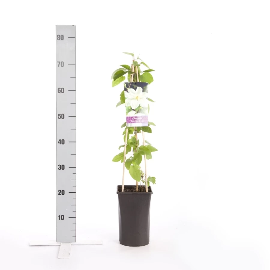 Bosrank (Clematis 'Guernsey Cream') - Afbeelding 2