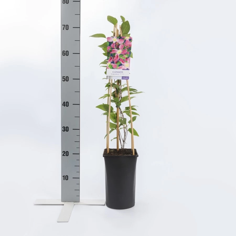 Bosrank (Clematis 'Inspiration') - Afbeelding 2