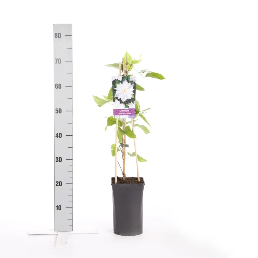 Bosrank (Clematis 'Jackmanii Alba') - Afbeelding 3