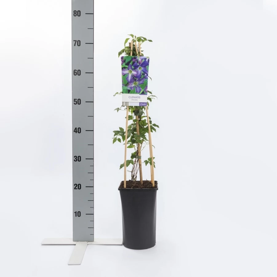 Bosrank (Clematis Viticella) - Afbeelding 3