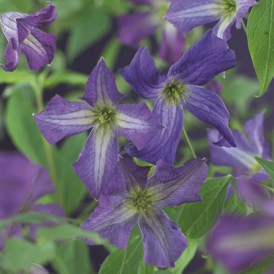 Bosrank (Clematis Viticella)