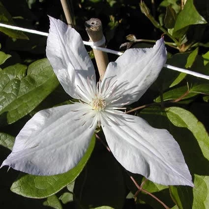 Bosrank (Clematis 'Jackmanii Alba') - Afbeelding 2