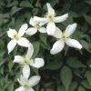 Bosrank (Clematis Montana 'Alba')