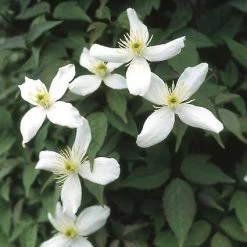Bosrank (Clematis Montana 'Alba')