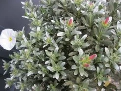 Zilverwinde (Convolvulus Cneorum )