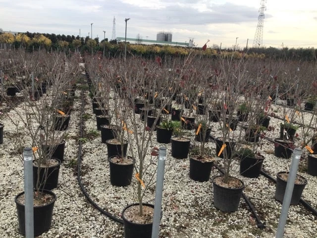 Kornoelje (Cornus Kousa 'Teutonia') - Afbeelding 2
