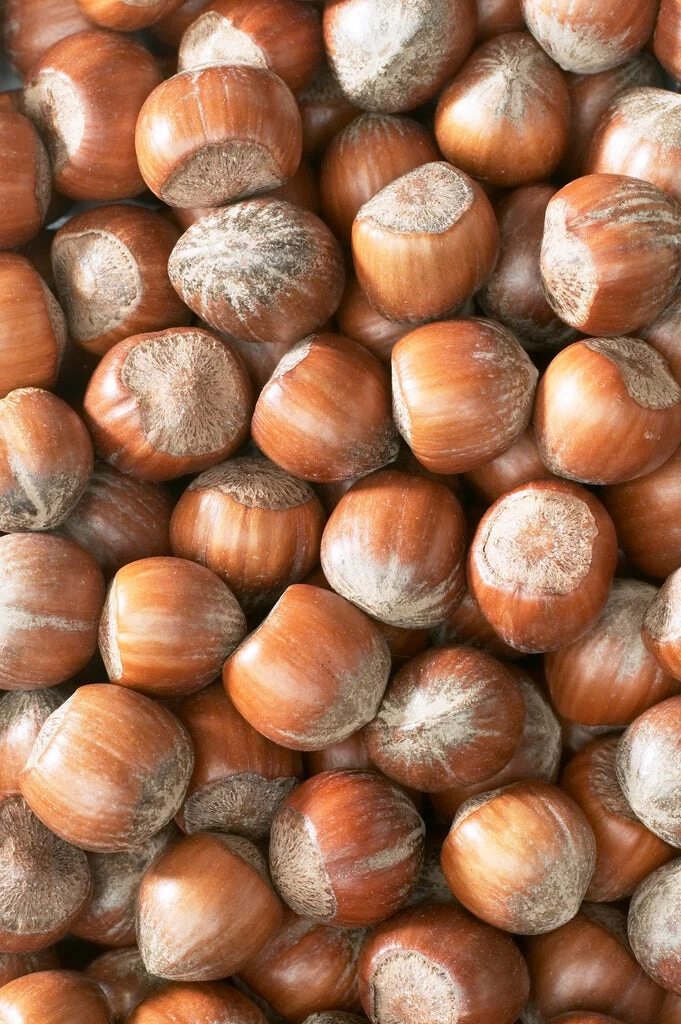 Hazelaar/Hazelnoot (Corylus Avellana 'Halle'sche Riesen') - Afbeelding 2